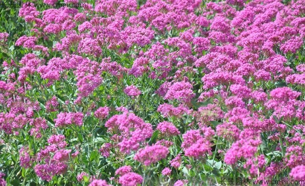 高雪輪種子發(fā)芽出苗開(kāi)花圖片