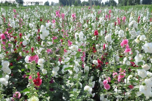 錦葵種子發芽出苗開花圖片