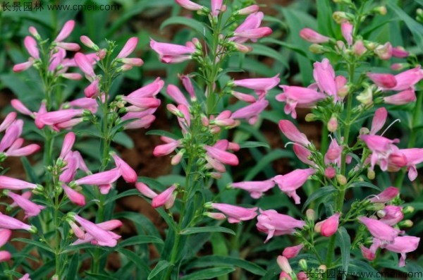 吊鐘柳種子發芽出苗開花圖片