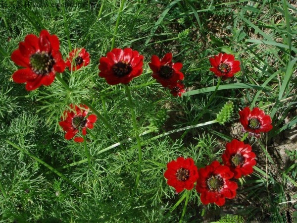 福壽花種子發芽出苗開花圖片