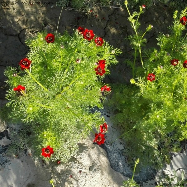 福壽花種子發芽出苗開花圖片