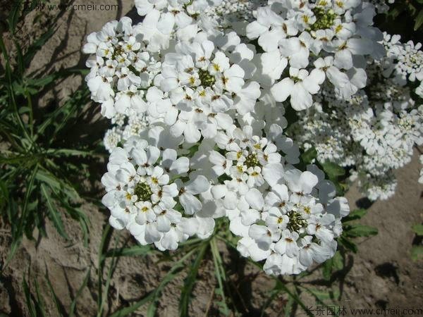 蜂室花種子發芽出苗開花圖片