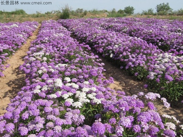 蜂室花種子發芽出苗開花圖片