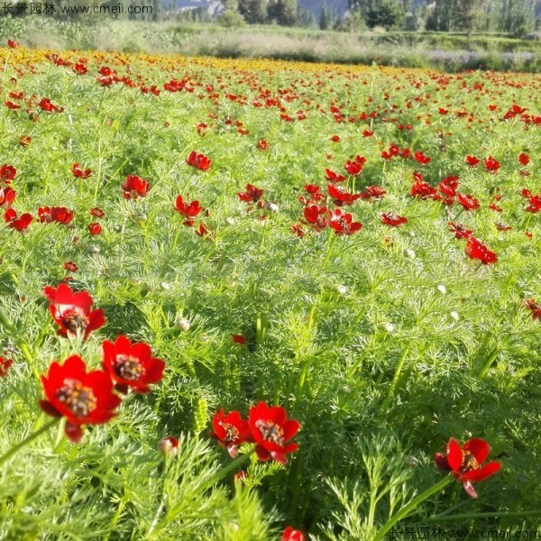 茼蒿菊種子發芽出苗開花圖片