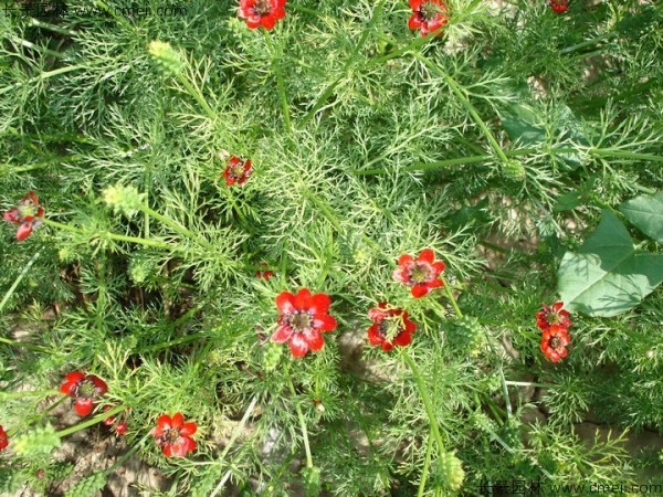 茼蒿菊種子發芽出苗開花圖片