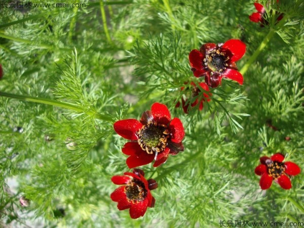 茼蒿菊種子發芽出苗開花圖片