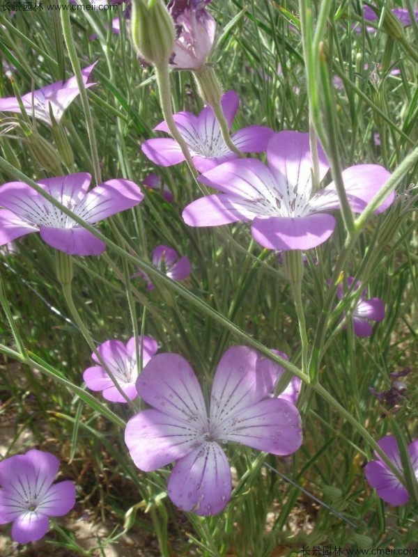 麥仙翁種子發芽出苗開花圖片