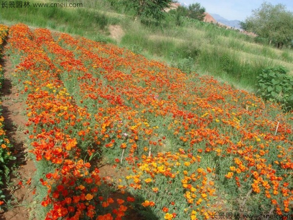 花菱草種子發芽出苗開花圖片