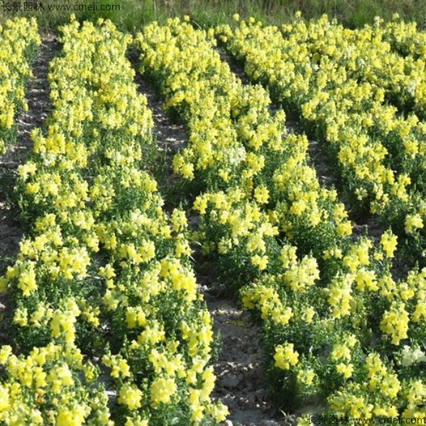 金魚草種子發芽出苗開花圖片