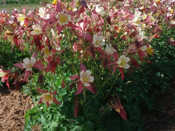 耬斗菜種子發芽出苗開花圖片