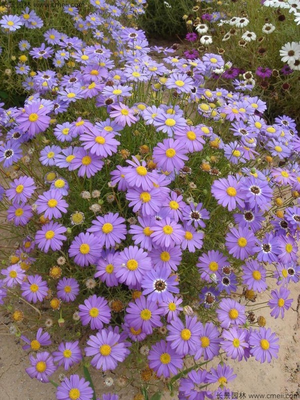 五色菊種子發(fā)芽出苗開(kāi)花圖片