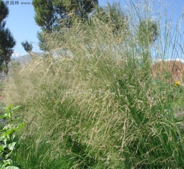 芨芨草種子發芽出苗圖片