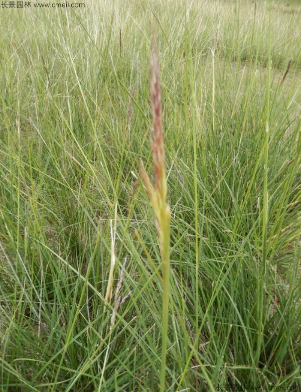 芨芨草種子發芽出苗圖片