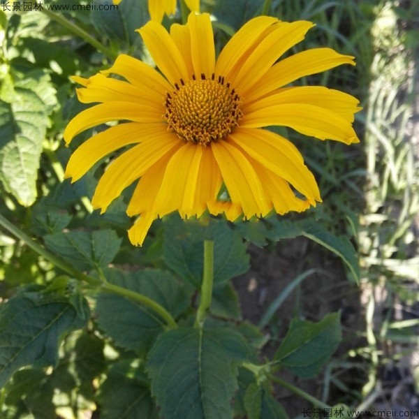 黃菊花種子發芽出苗圖片