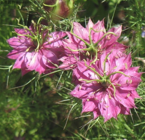 黑種草種子發芽出苗開花圖片