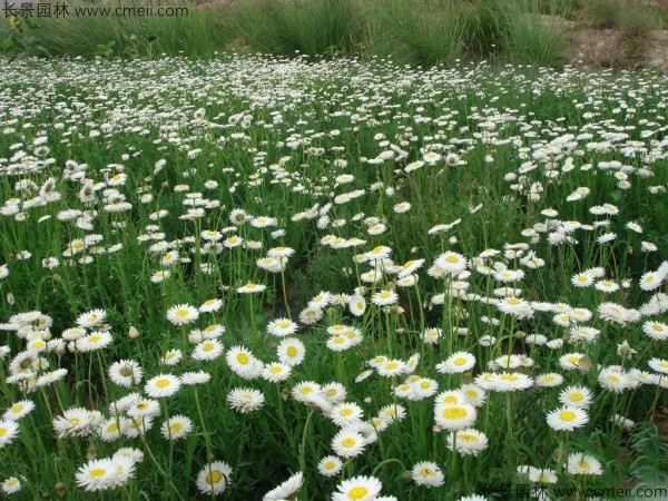 永生菊種子發芽出苗開花圖片