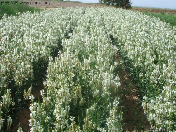 假龍頭種子發芽出苗開花圖片