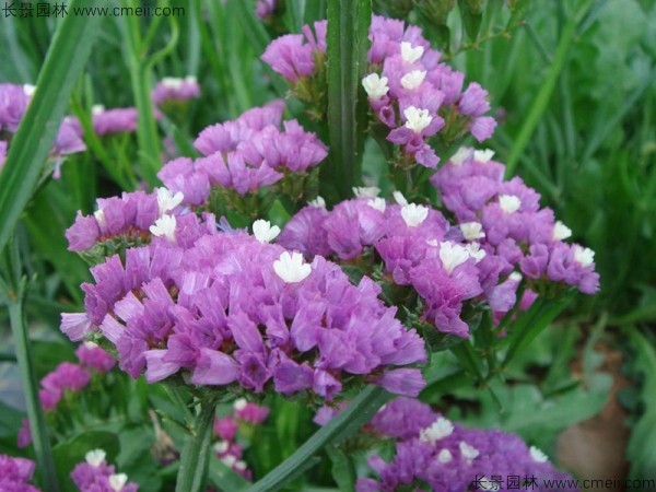 勿忘我種子發芽出苗開花圖片