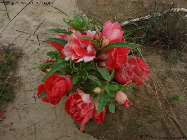 指甲花種子發芽出苗開花圖片