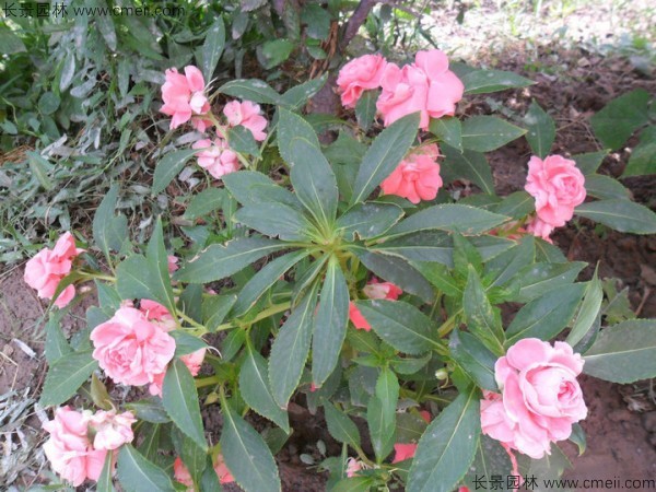 指甲花種子發芽出苗開花圖片