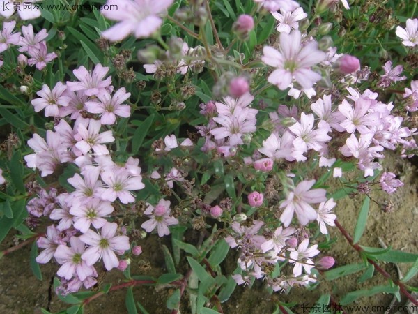 霞草種子發芽出苗開花圖片