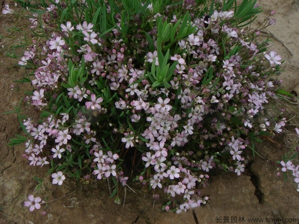 霞草種子發芽出苗開花圖片