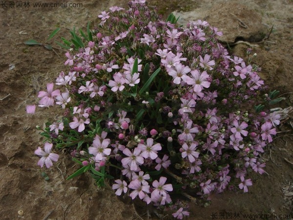 霞草種子發芽出苗開花圖片