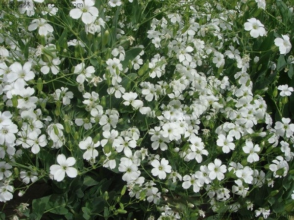 霞草種子發芽出苗開花圖片