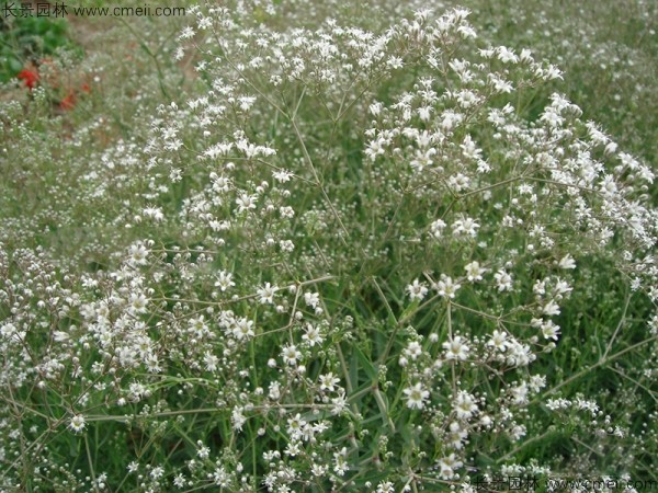 霞草種子發芽出苗開花圖片