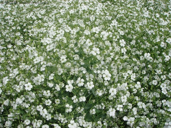 霞草種子發芽出苗開花圖片