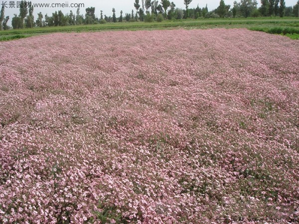 霞草種子發芽出苗開花圖片