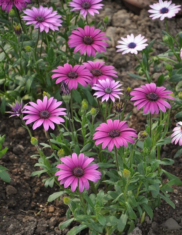 非洲萬壽菊種子發芽出苗開花圖片