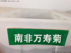 南非萬壽菊種子