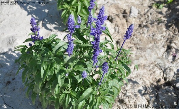 藍花鼠尾草種子發芽出苗開花圖片