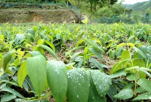 金銀花種子發芽出苗圖片