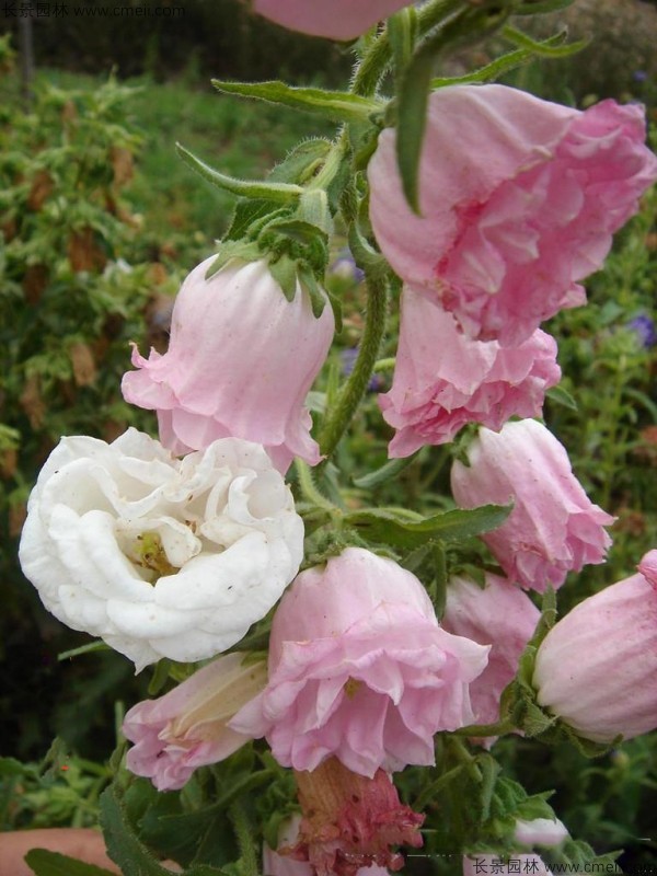 風鈴花種子發芽出苗開花圖片