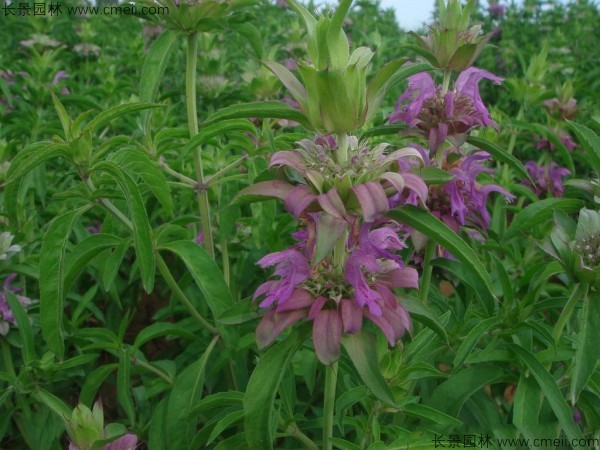 美國(guó)薄荷種子發(fā)芽出苗開花圖片