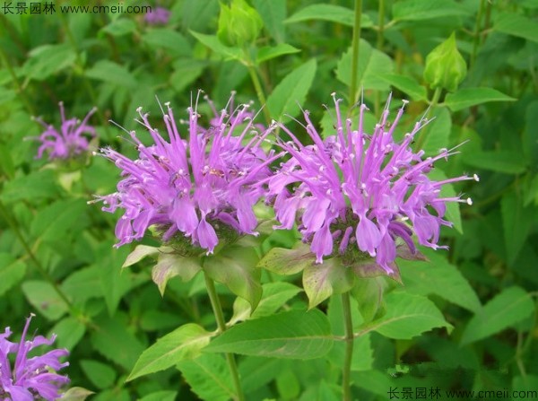 美國(guó)薄荷種子發(fā)芽出苗開花圖片