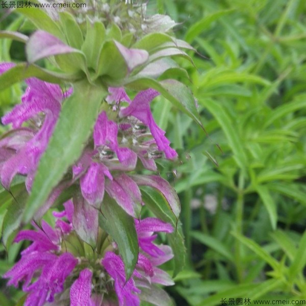 美國(guó)薄荷種子發(fā)芽出苗開花圖片