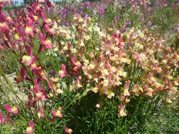 柳穿魚種子發芽出苗開花圖片