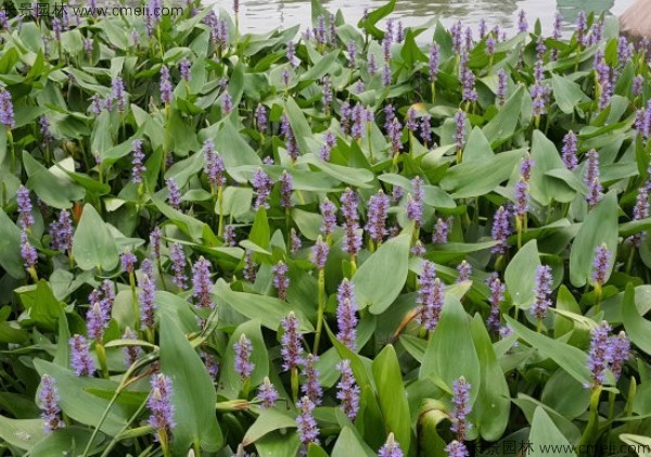 梭魚草種子發芽出苗開花圖片