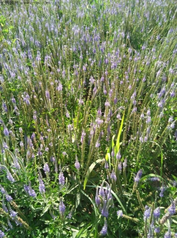 婆婆納種子發芽出苗開花圖片