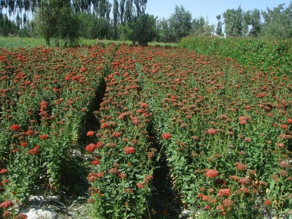 剪秋羅種子發芽出苗開花圖片