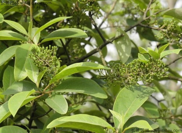 蓽澄茄種子發芽出苗圖片