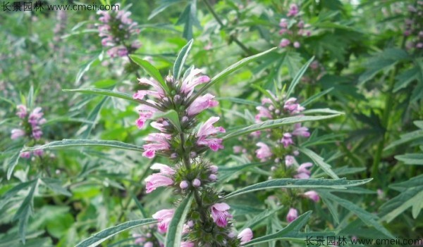 茺蔚子種子發(fā)芽出苗圖片