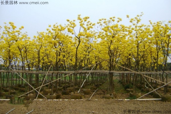 黃花風(fēng)鈴木種子發(fā)芽出苗圖片