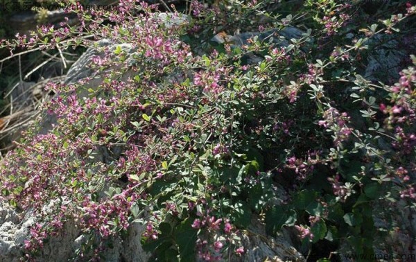 胡枝子種子發芽出苗開花圖片