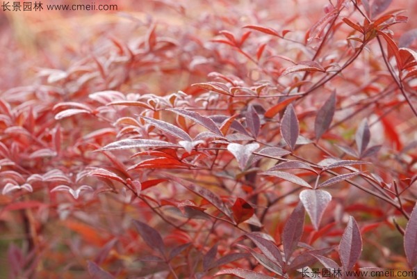 紅天竹種子發芽出苗圖片