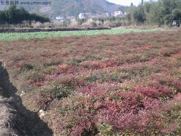 紅天竹種子發芽出苗圖片