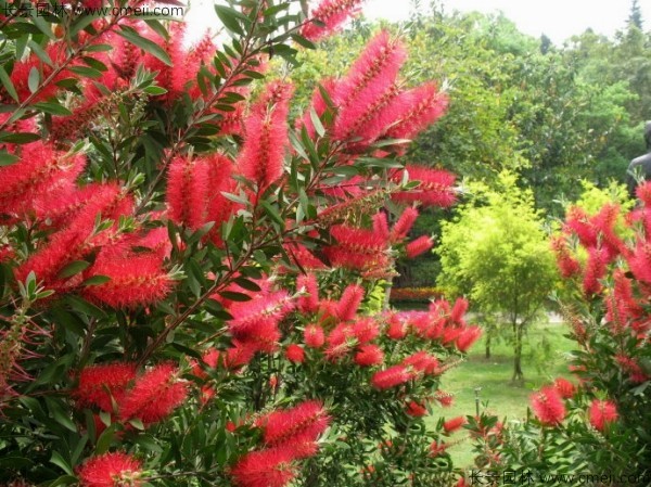 紅千層種子發芽出苗開花圖片